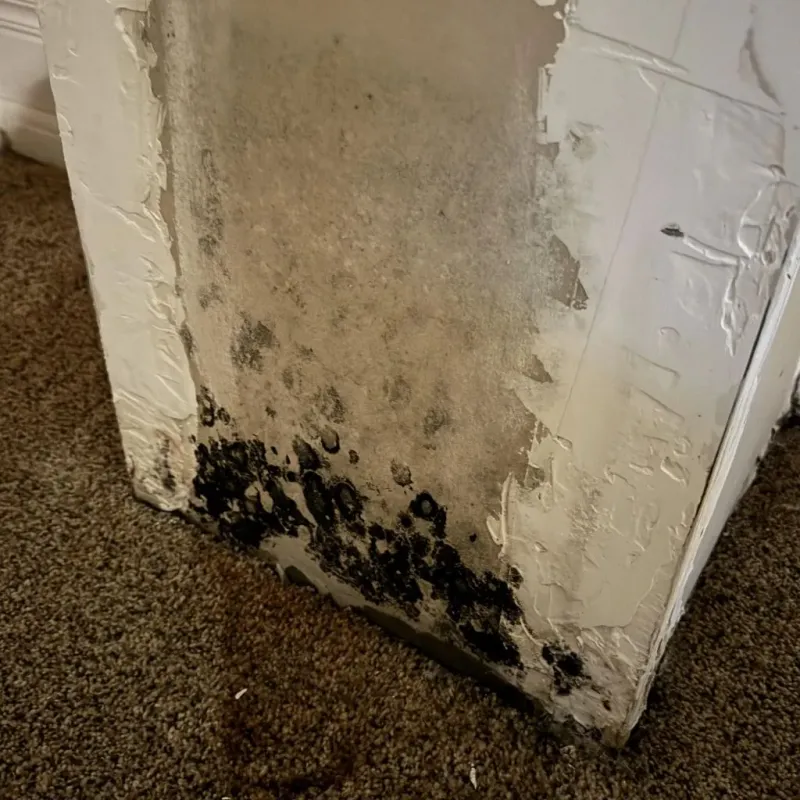 Professional Mold Removal in Kingman, KS